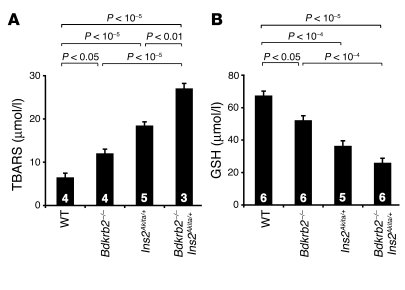 Indices of oxidative stress in 12-month-old mice of the 4 genotypes.
(A)...