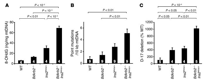 Alterations in mtDNA in 12-month-old mice of the 4 genotypes.
(A) 8-OHdG...