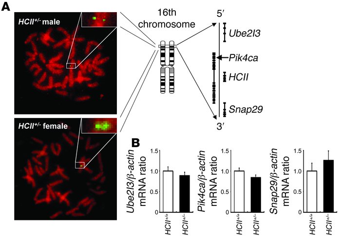 Noninterference of HCII targeting vector introduction into murine genome...