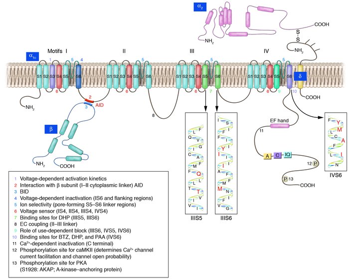 JCI The L type Calcium Channel In The Heart The Beat Goes On JCI The L type Calcium Channel In The Heart The Beat Goes On