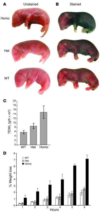 Inv-Cx26 transgenics exhibit a barrier deficiency.
(A) Newborn homozygou...