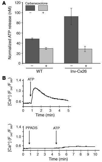 Connexons regulate extracellular ATP release to control intracellular ca...