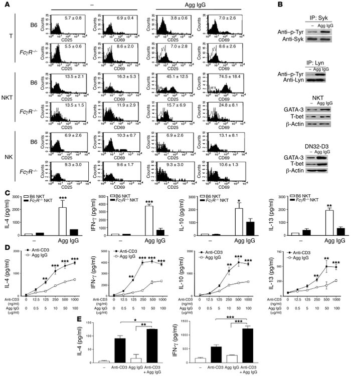FcγRIII engagement activates NKT cells.
(A) Liver MNCs from B6 or FcγR–/...