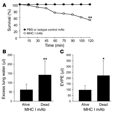 MHC I mAb produces mortality and increased lung injury in nonsurvivors v...