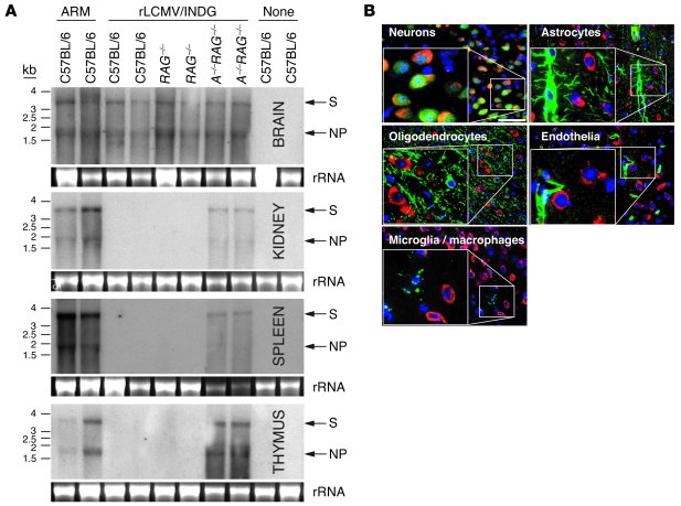 Persistence of rLCMV/INDG is restricted to CNS neurons.
(A) C57BL/6, RAG...