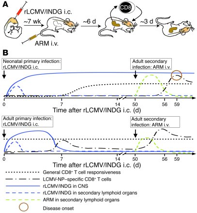 Schematic interpretation of the viral déjà vu immunopathogenetic mechani...