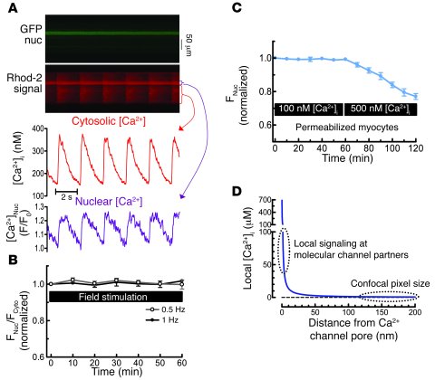 HDAC5 nuclear export is Ca2+ dependent but not activated by global Ca2+ ...