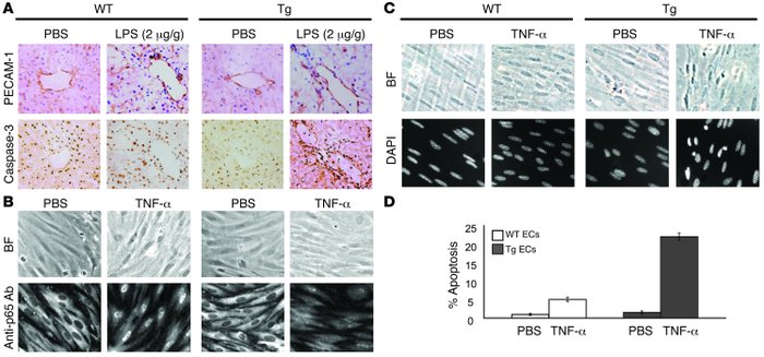 Transgenic ECs exhibit enhanced apoptosis.
(A) Frozen hepatic tissue sec...