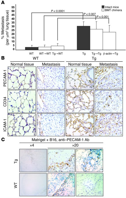 Enhanced tumorigenesis in Tie-Tg mice is endothelial cell intrinsic.
(A)...