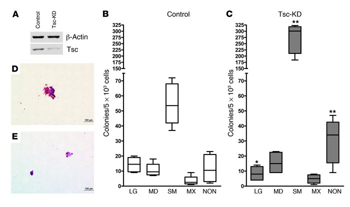 Silencing of tescalcin in CD34+ progenitors inhibits megakaryopoiesis.
 ...