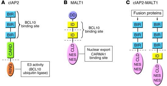 cIAP2, MALT1, and cIAP2-MALT1 organization.
Schematic diagram showing th...