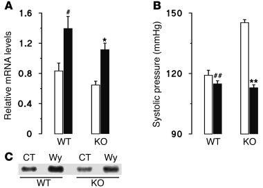 
                  Wy normalizes blood pressure and Cyp2c44
            ...