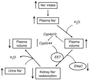 
Roles proposed for the epoxygenase regulation of renal sodium reabsorpt...