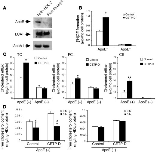 Net cholesterol efflux to apoE-free HDL-2 from macrophages and CE format...