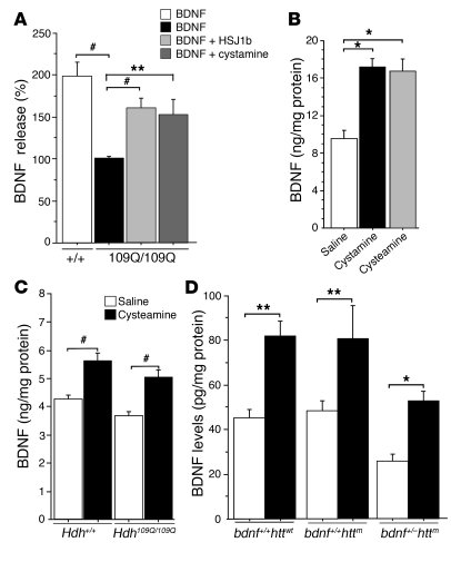 HSJ1b, cystamine, and cysteamine regulate BDNF levels in HD.
(A) BDNF re...