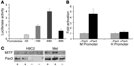 Characterization of MITF promoter in cardiomyocytes.
(A) Luciferase repo...