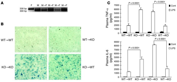 
                  Signals derived from bone marrow cells enhance cytoki...