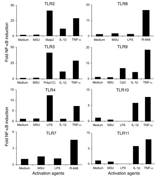 MSU does not stimulate transfected TLRs in vitro.
HEK cells were prepare...