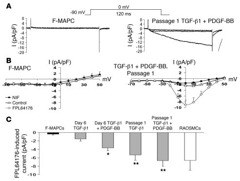 Characterization of L-type Ca2+ channels by whole-cell patch clamp in F-...