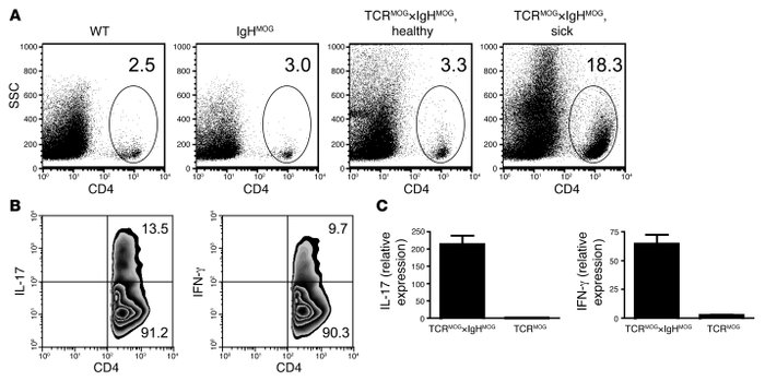 
                  IL-17– and IFN-γ–producing CD4+
                  T c...