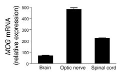 
MOG
                  mRNA is more abundant in the spinal cord than in ...
