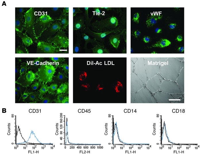 Phenotypic and functional characterization of EPCs.
(A) EPCs were fixed ...