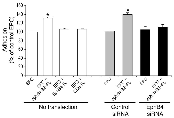 Ephrin-B2–Fc induces EPC adhesion to IL-1β prestimulated HUVEC.
EPCs wer...