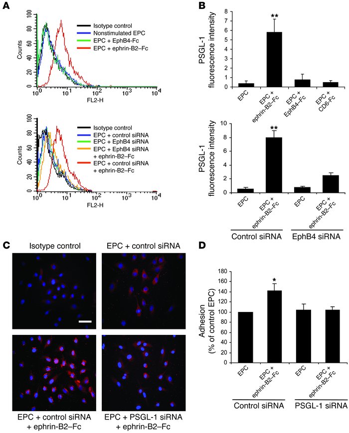 EphB4 activation mediates EPC adhesion through PSGL-1.
(A and B) PSGL-1 ...