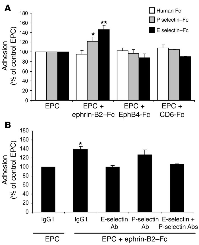 E selectin and P selectin mediate ephrin-B2–Fc–induced EPC adhesion.
(A)...