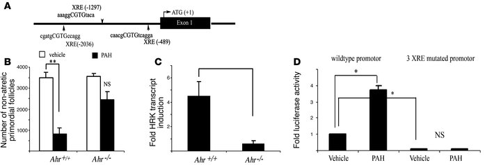 Ahr is involved in in vivo–induced follicle destruction in female offspr...