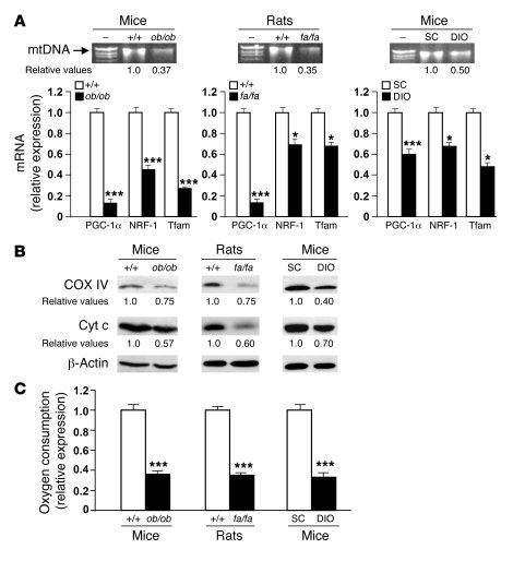 Mitochondrial biogenesis is reduced in WAT from obese animals.
(A) PGC-1...