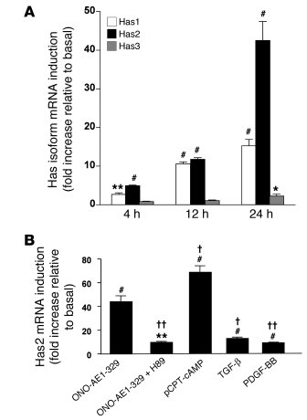 EP4/PKA stimuli profoundly increased the level of Has2 transcripts in th...
