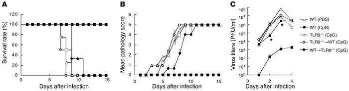 Recognition of CpG ODN via TLR9 by both the hematopoietic and stromal ce...