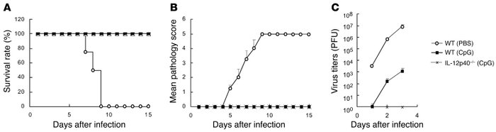 IL-12 and IL-23 are not required for CpG ODN–mediated protection against...