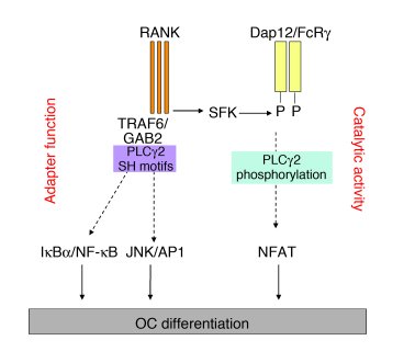 PLCγ2 forms a complex with GAB2 and modulates its activation.
(A) WT pre...