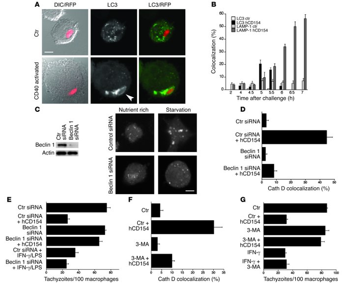 CD40 stimulation induces vacuole/lysosome fusion and antimicrobial activ...
