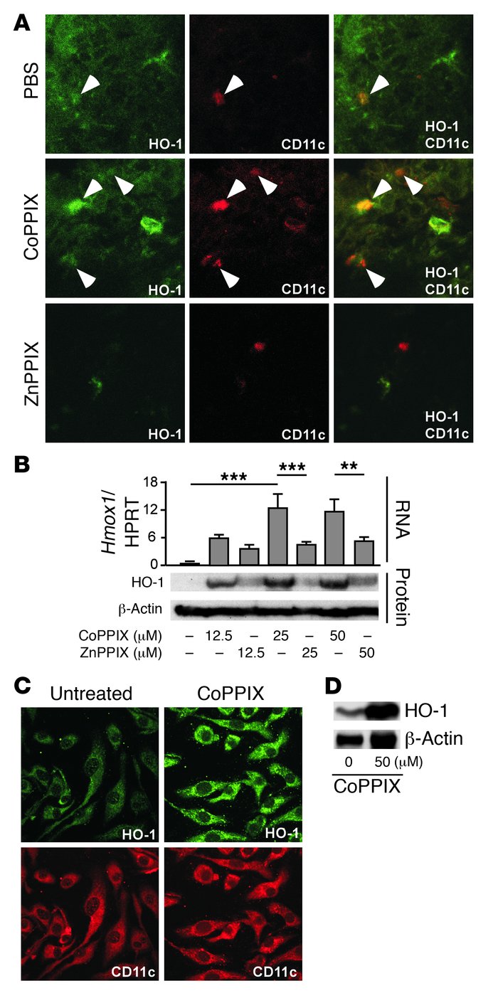 CoPPIX induces HO-1 expression in DCs in vivo and in vitro.
(A) C57BL/6 ...