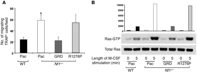 Transduction of the GAP-related domains of NF1.
               
(A) Oste...