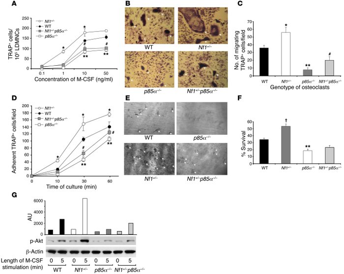 Genetic disruption of p85α restores M-CSF responsiveness of Nf1+/– osteo...