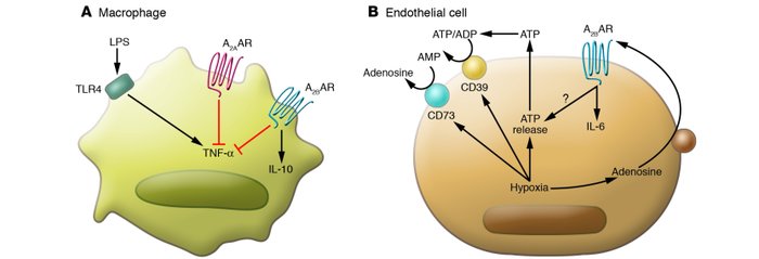 
                  Anti- and proinflammatory effects mediated by activat...