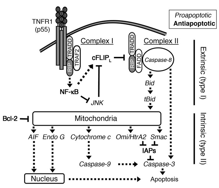 Pro- and anti-apoptotic proteins that govern the extrinsic and intrinsic...