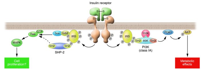 Insulin signaling in cells.
Insulin elicits its effects by binding to it...