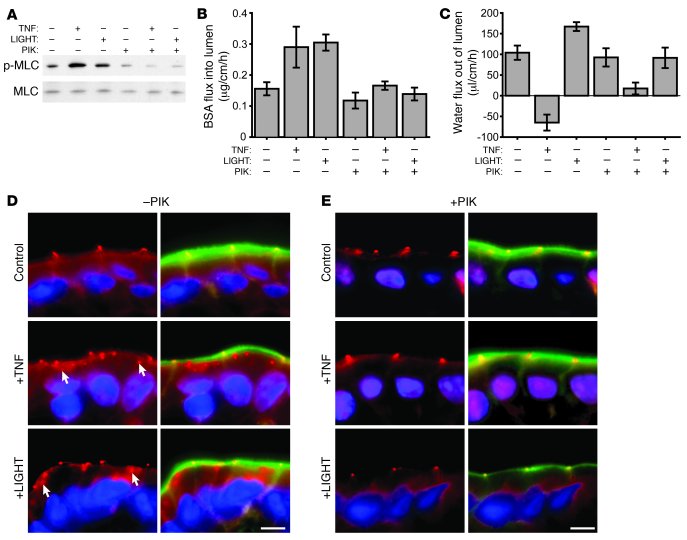 TNF and LIGHT mediate epithelial barrier dysfunction via MLCK activity.
...