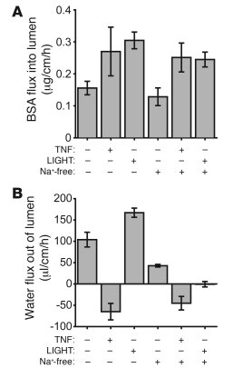 Induction of Na+ malabsorption reverses water flux in LIGHT-treated anim...