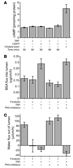 cAMP signaling is not involved in TNF-mediated water secretion.
(A) Meas...
