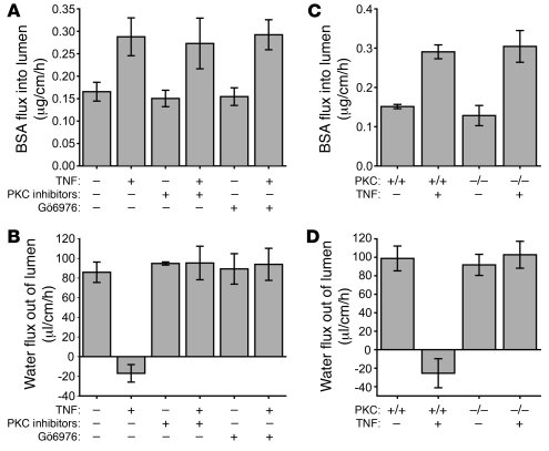 PKC inhibition prevents TNF-mediated net water secretion.
(A) TNF increa...