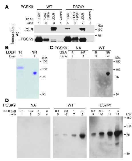 Association of PCSK9 and PCSK9(D374Y) with the LDLR.
(A) Coimmunoprecipi...