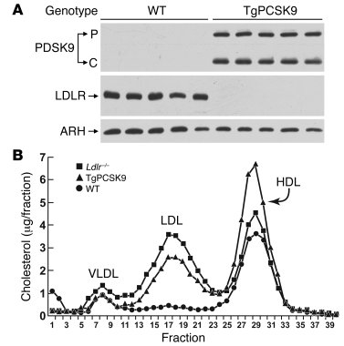 Decreased amounts of hepatic LDLR protein and increased levels of plasma...