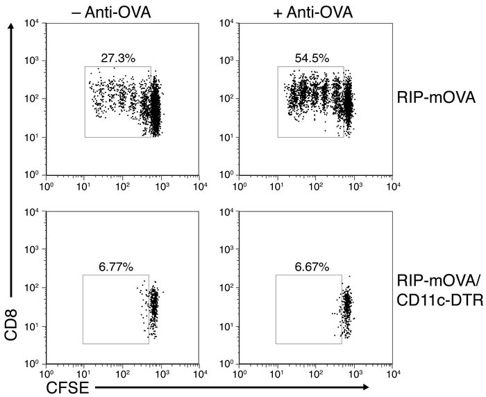 DCs are required for steady-state and antibody-enhanced OT-I cell prolif...