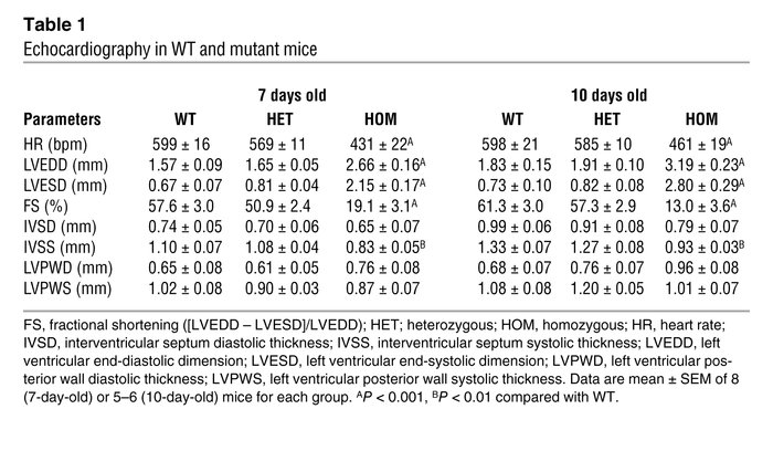 Echocardiography in WT and mutant mice
